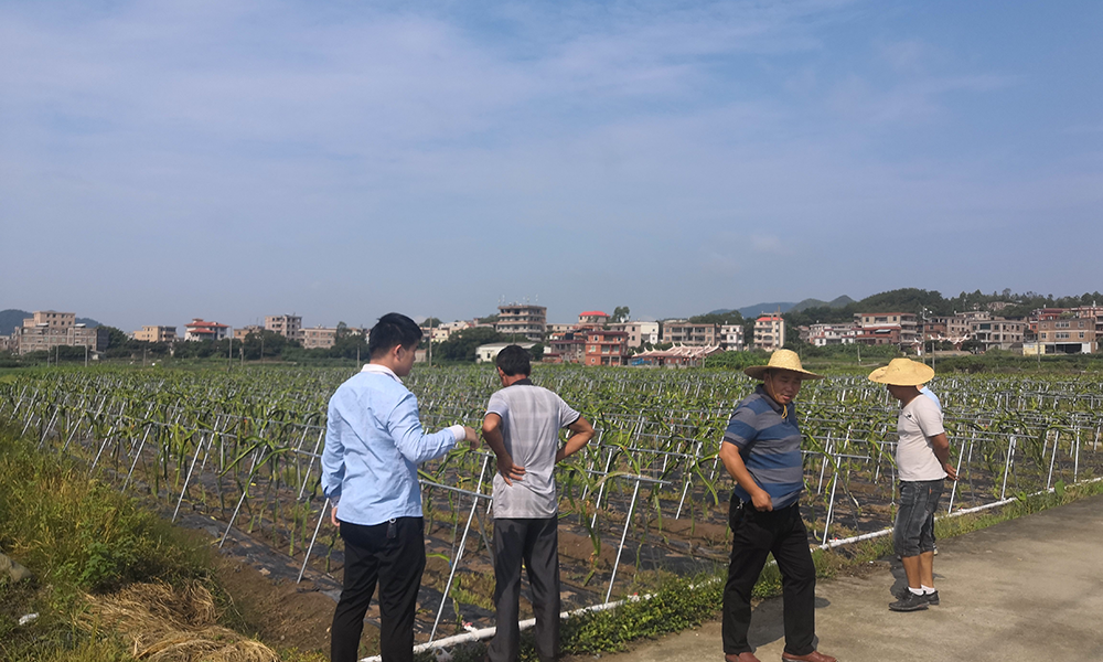 福建洛江芸香果蔬农业物联网建设