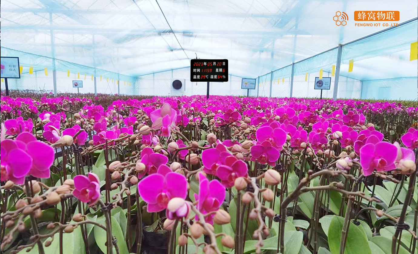 4G远程温湿度传感器在花卉种植中的应用—福建蜂窝物联网科技有限公司